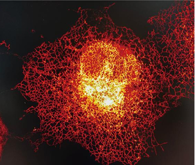 Tool Mice 工具小鼠